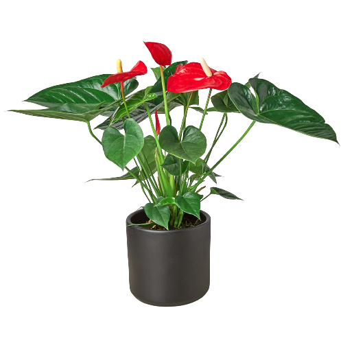 red anthurium near me Anthurium 'Red' | Indoor Plant | Tropical Plant | Potted Plant
