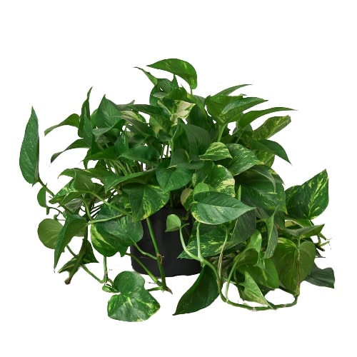 potted pothos plant Pothos 'Golden' | Indoor Plant | Tropical Plant | Potted Plant