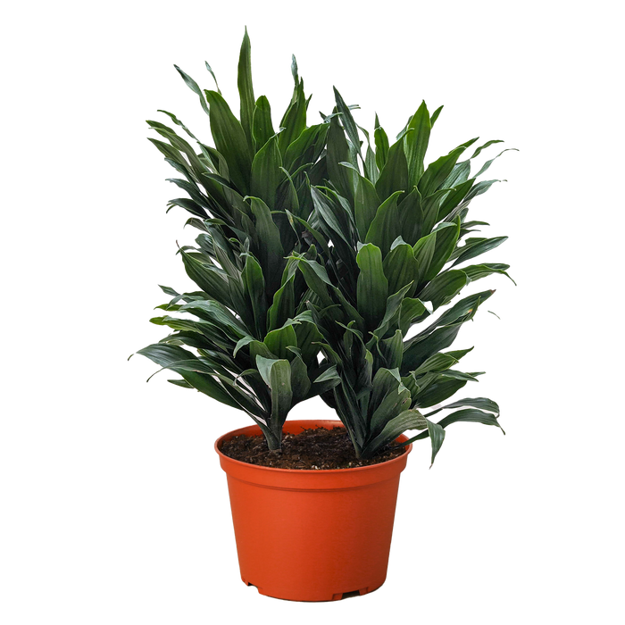 dracaena janet craig images Dracaena 'Janet Craig'