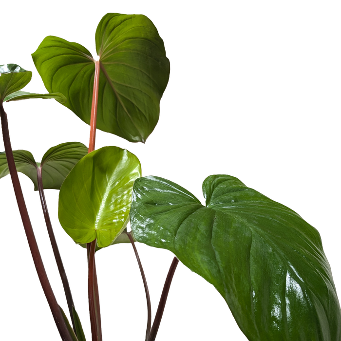 philodendron homalomena Homalomena 'Emerald Gem' | Indoor Plant | Tropical Plant