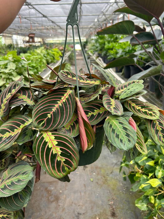 prayer plant fascinator Maranta Red Prayer