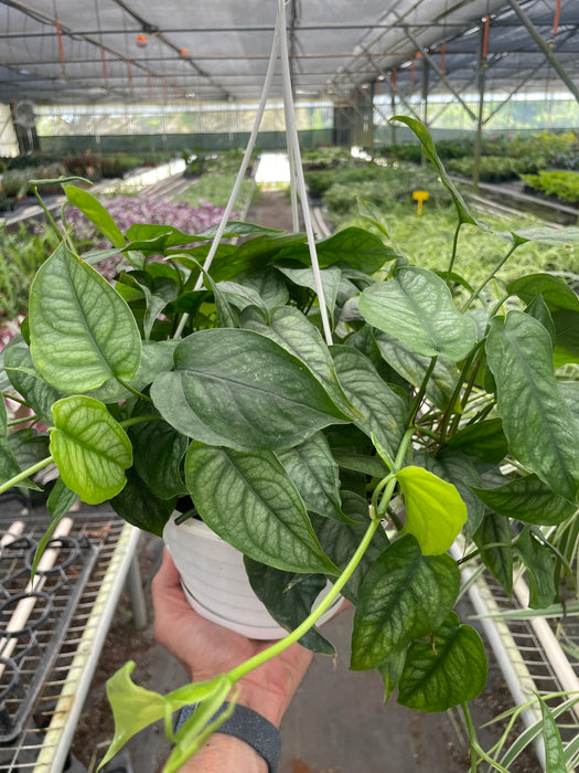 is there a philodendron plant called sattleback Philodendron 'Siltepecana' | Indoor Plant | Tropical Plant | Potted Plant