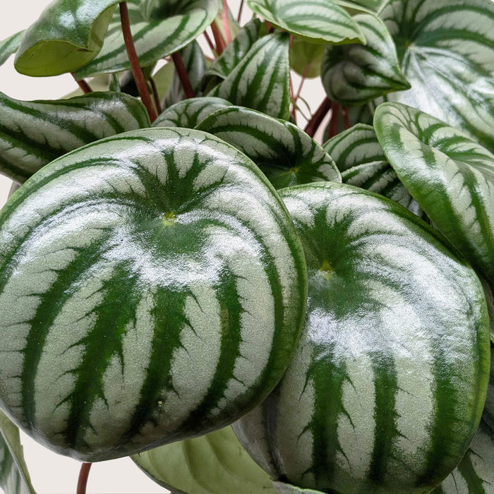 watermelon house plant Peperomia Watermelon | Indoor Plant | Tropical Plant | Potted Plant