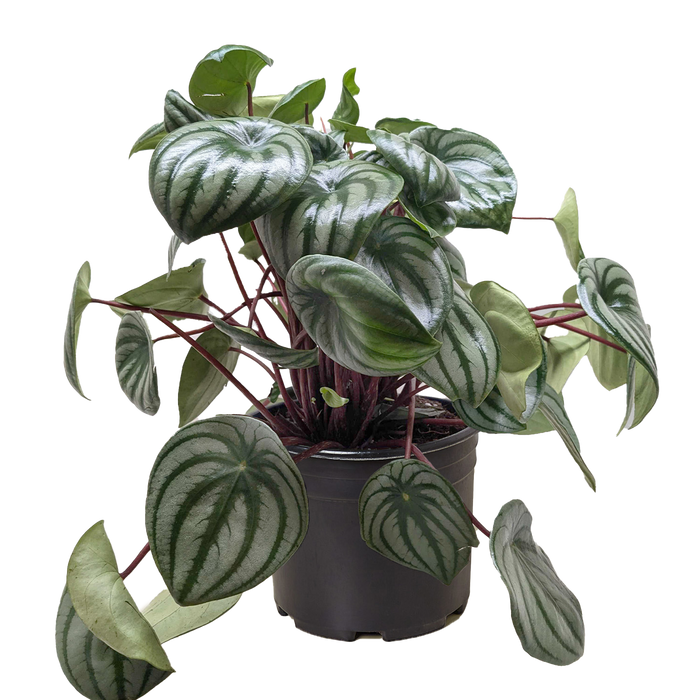 watermelon pothos plant Peperomia Watermelon | Indoor Plant | Tropical Plant | Potted Plant