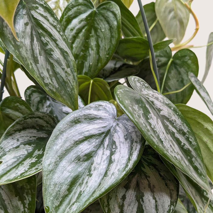 brandi philodendron for sale Philodendron 'Brandi' | Indoor Plant | Tropical Plant