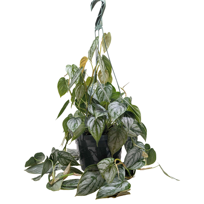 philodendron brandtianum large Philodendron 'Brandi' | Indoor Plant | Tropical Plant
