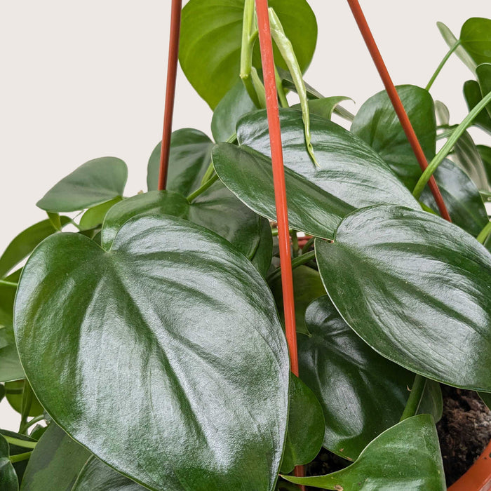 philodendron cordatum seedlings Philodendron Cordatum 'Heartleaf' | Indoor Plant | Tropical Plant | Potted Plant