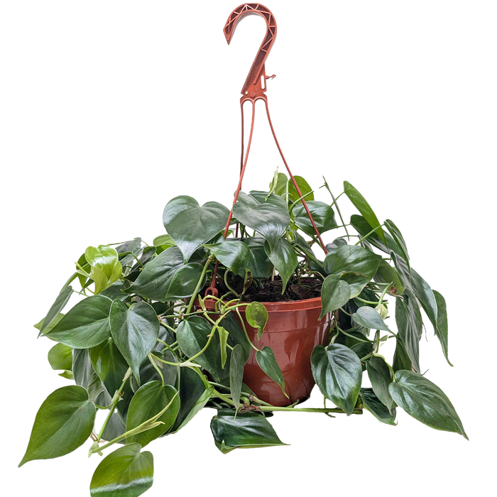 philodendron montanum Philodendron Cordatum 'Heartleaf' | Indoor Plant | Tropical Plant | Potted Plant