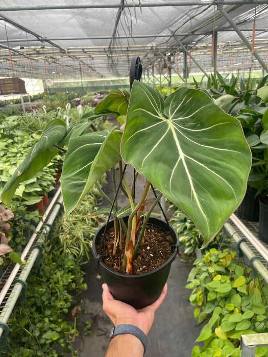 where to buy philodendron gloriosum Philodendron 'Gold Violin' | Indoor Plant | Tropical Plant | Potted Plant