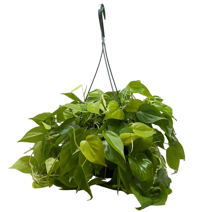philodendron neon cordatum Philodendron 'Neon' | Indoor Plant | Tropical Plant | Potted Plant