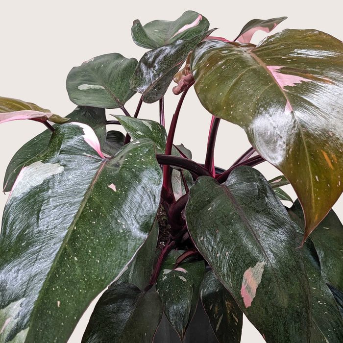 pink princess philodendron florida Philodendron 'Pink Princess' | Indoor Plant | Tropical Plant | Potted Plant
