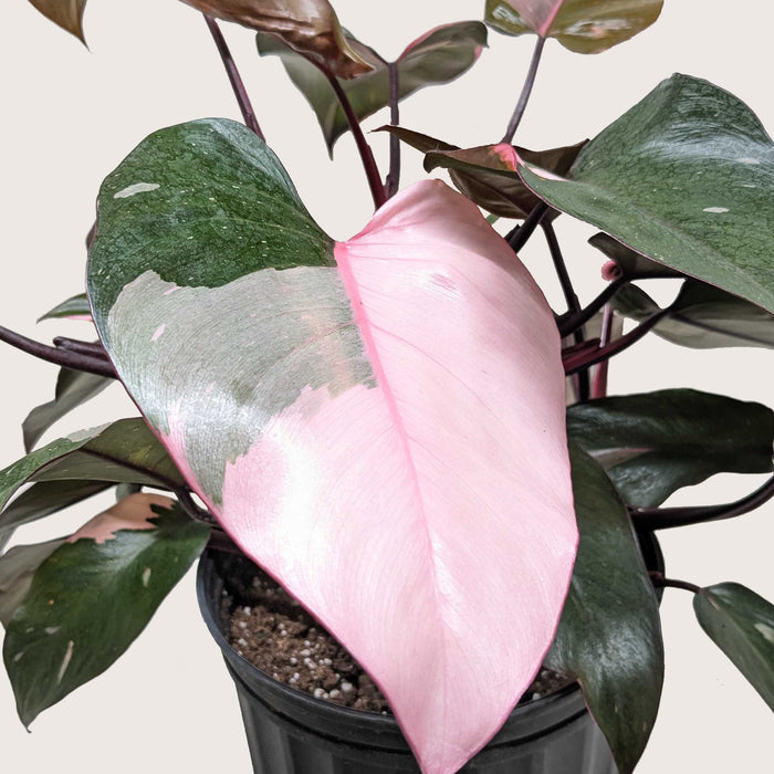 pink princess philodendron for sale near me Philodendron 'Pink Princess' | Indoor Plant | Tropical Plant | Potted Plant