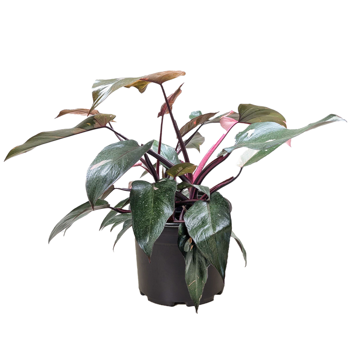 maryland pink princess philodendron for sale Philodendron 'Pink Princess' | Indoor Plant | Tropical Plant | Potted Plant
