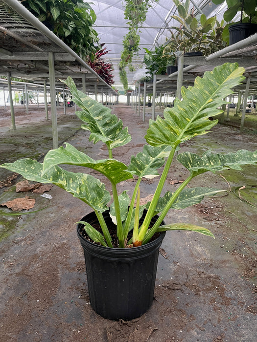 philodendron wendlandii 2 Philodendron 'Ring of Fire' | Indoor Plant | Tropical Plant