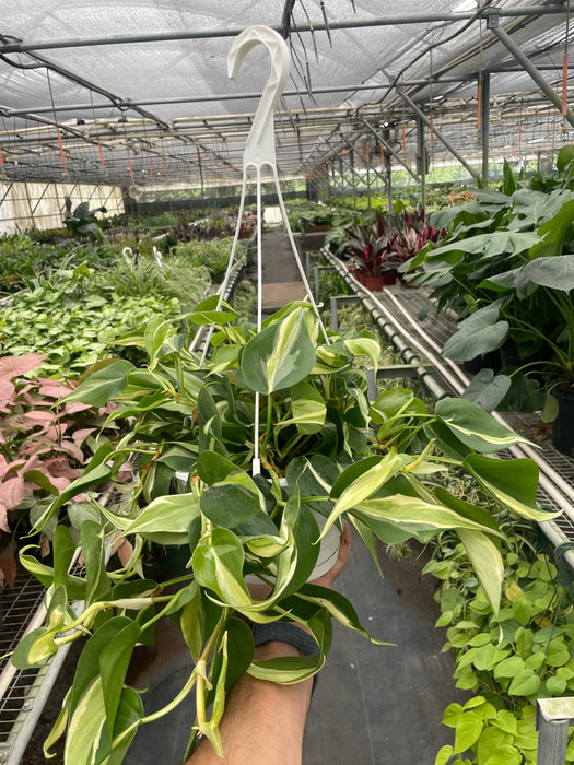 brasil vs rio philodendron Philodendron 'Brasil' | Indoor Plant | Tropical Plant
