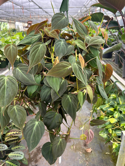 philodendron houseplant wholesale Philodendron 'Velvet' | Indoor Plant | Tropical Plant | Potted Plant