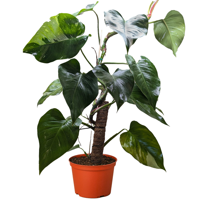 black princess plant philodendron Philodendron 'White Princess' | Indoor Plant | Tropical Plant