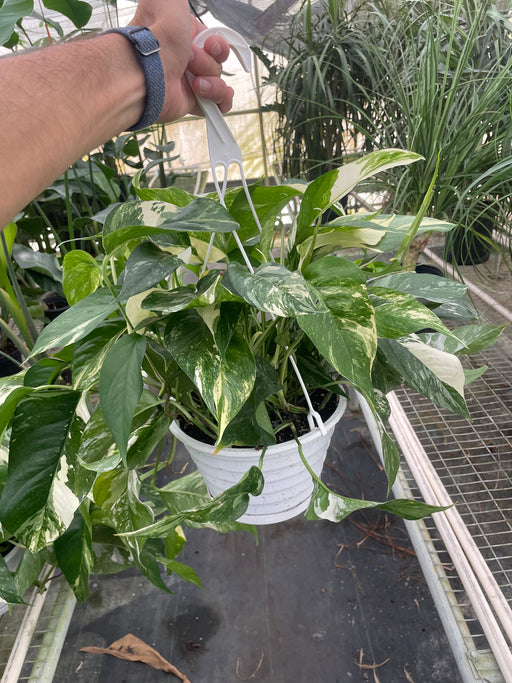 pothos plant variegated Pothos 'Albo Variegata'