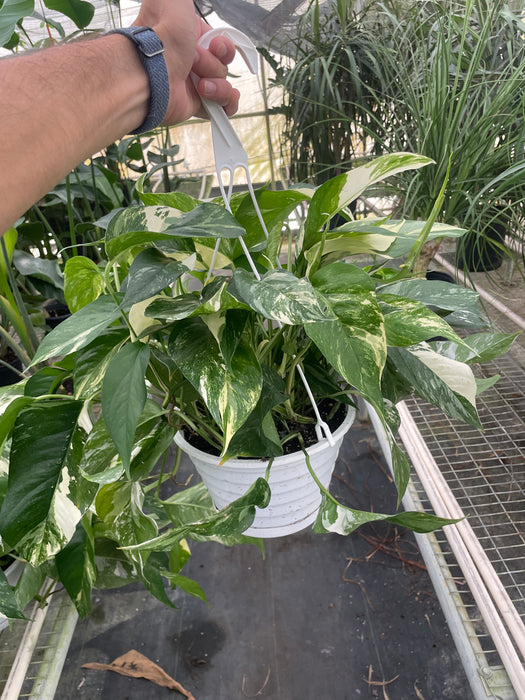 variegated albo pothos Pothos 'Albo Variegata'