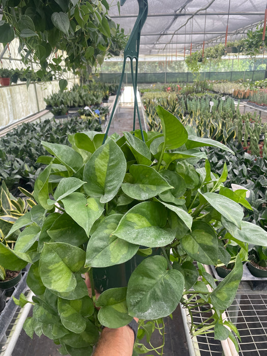 pure green pothos Pothos 'Global Green' | Indoor Plant | Tropical Plant