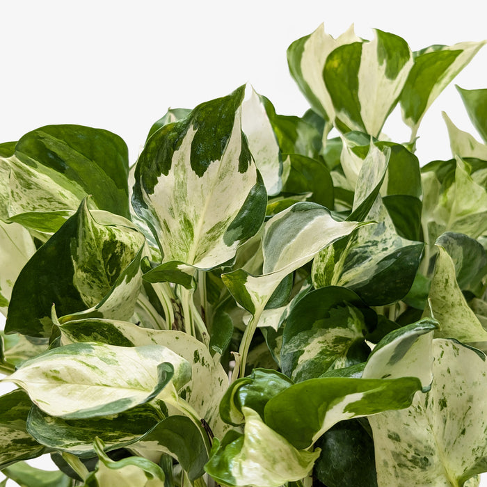 manjula pothos online Pothos 'Manjula'