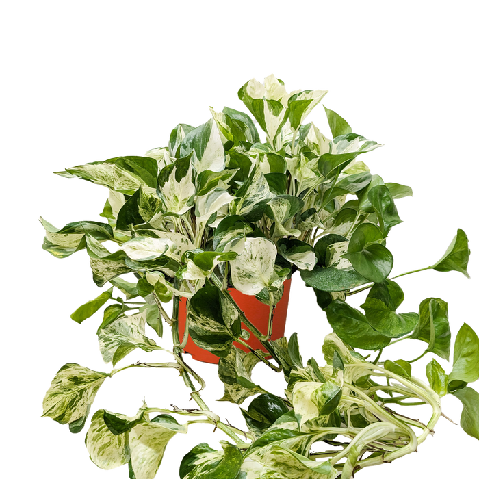 pothos manjula plant Pothos 'Manjula'