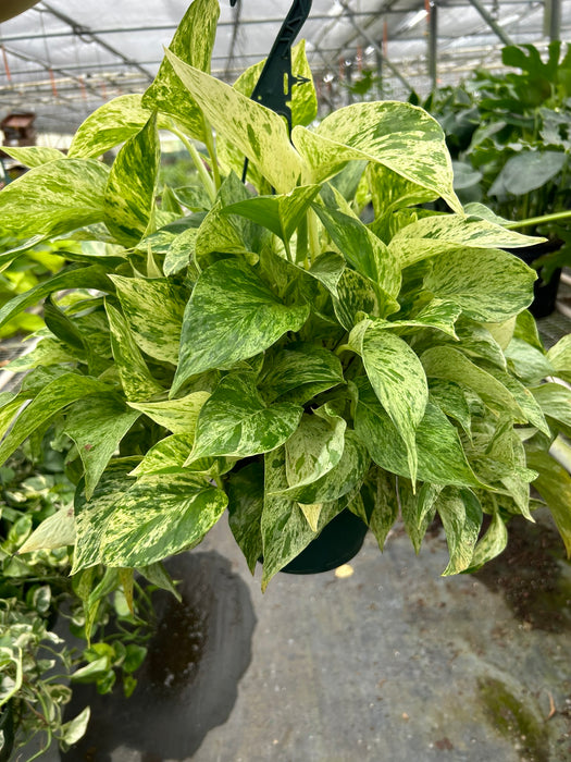long pothos for sale Pothos 'Marble Queen' | Indoor Plant | Tropical Plant | Potted Plant