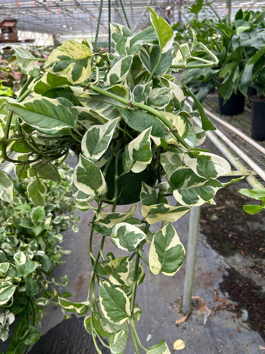 pothos wholesale Pothos 'N'joy'