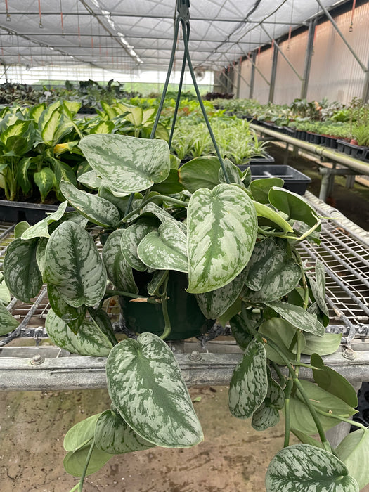 pothos silver vine money plant Pothos 'Silver Splash' | Indoor Plant | Tropical Plant | Potted Plant