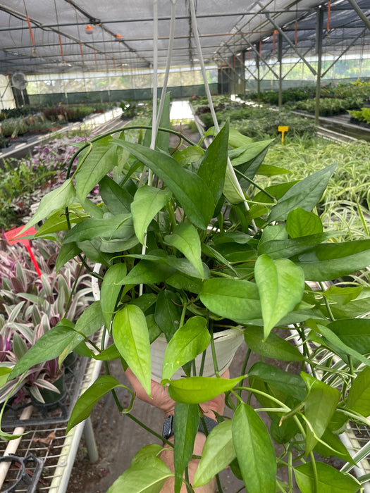 pothos epipremnum pinnatum 'skeleton key' Pothos 'Skeleton Key'