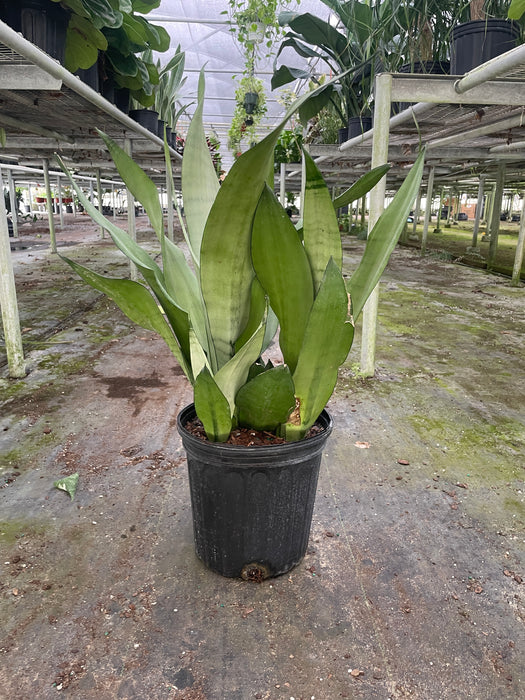 big snake plants Snake Plant Moonshine | Indoor Plant | Tropical Plant | Potted Plant