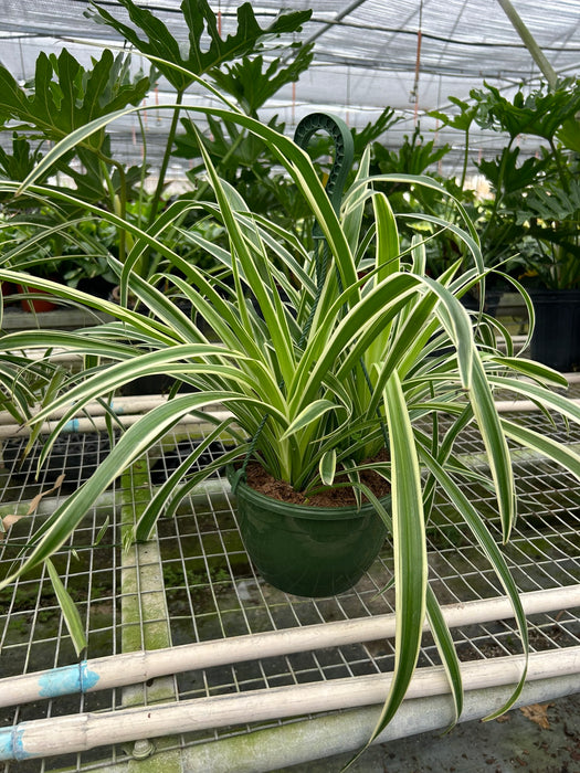 spider plant buy near me Spider Plant Reverse