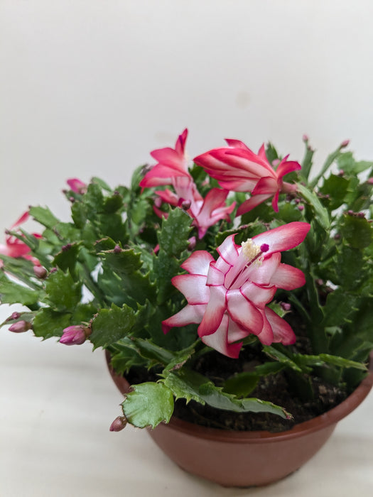 christmas cactus succulent plant Zygocactus 'Christmas Cactus' - 4" Pot | Indoor Plant | Tropical Plant | Potted Plant