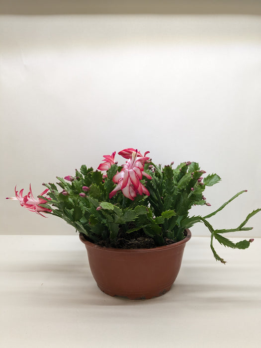 plant pot for christmas cactus Zygocactus 'Christmas Cactus' - 4" Pot | Indoor Plant | Tropical Plant | Potted Plant