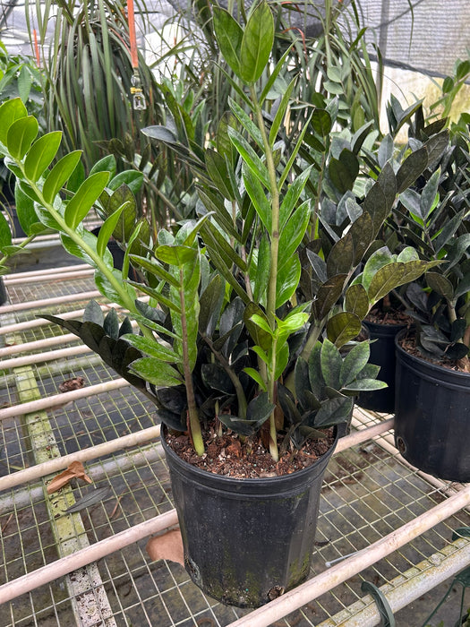 zz plant dark ZZ Zamioculcas 'Black Queen' | Indoor Plant | Tropical Plant | Potted Plant