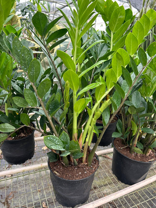 zz plant wholesale Zamioculcas Zamiifolia ZZ | Indoor Plant | Tropical Plant | Potted Plant