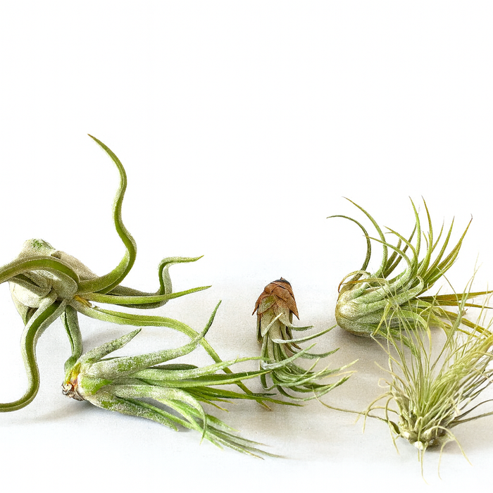 5 Air Plant Variety Pack - Tillandsias
