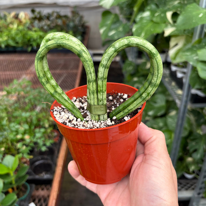 Snake 'Heart'