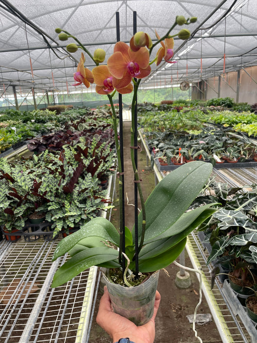 Orchid 'Orange Phalaenopsis'