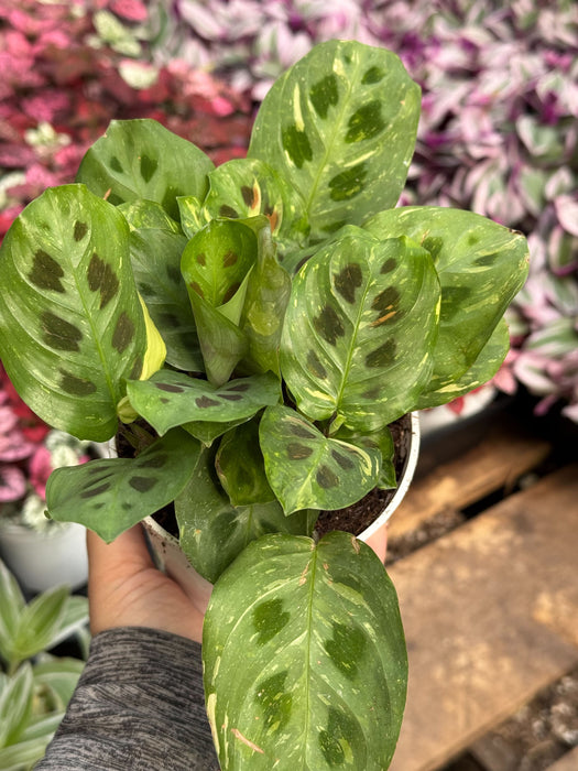 prayer plant kim Maranta Variegated 'Beauty Kim'