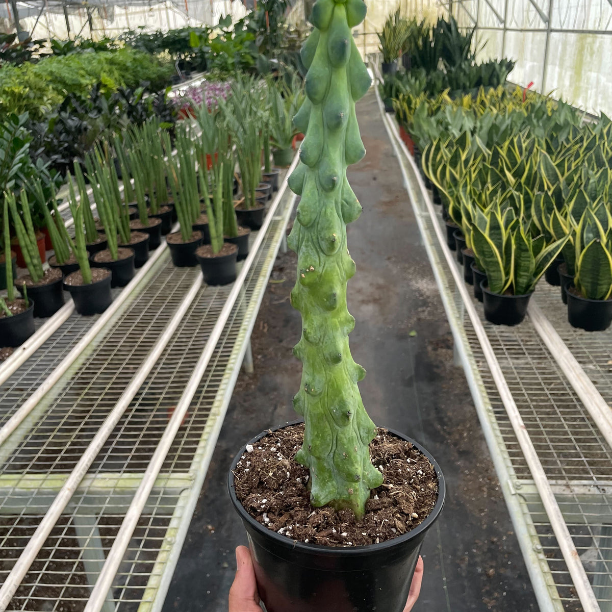boob succulent Boobie Cactus