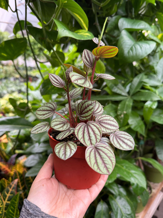 Peperomia 'Picollo Banda'