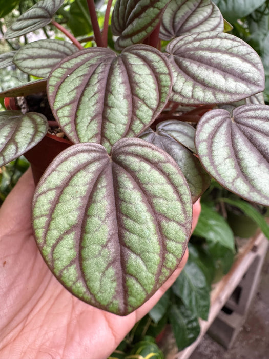 Peperomia 'Picollo Banda'