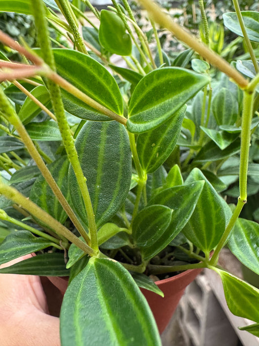 Peperomia 'Angulata'