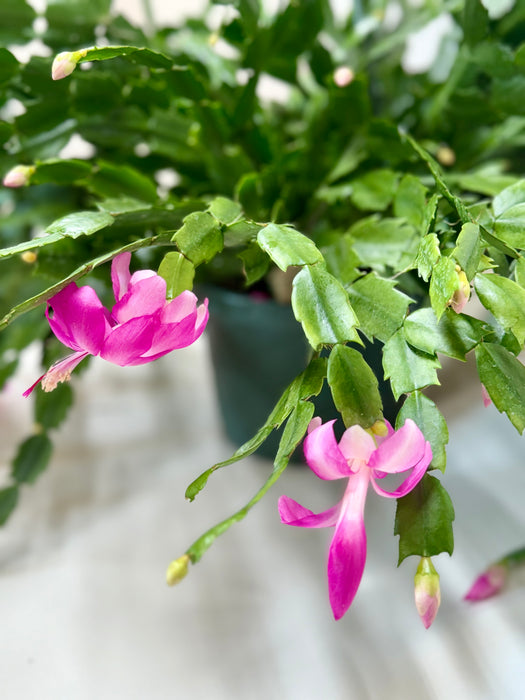 christmas cactus indoor plant Zygocactus 'Christmas Cactus' - 4" Pot | Indoor Plant | Tropical Plant | Potted Plant