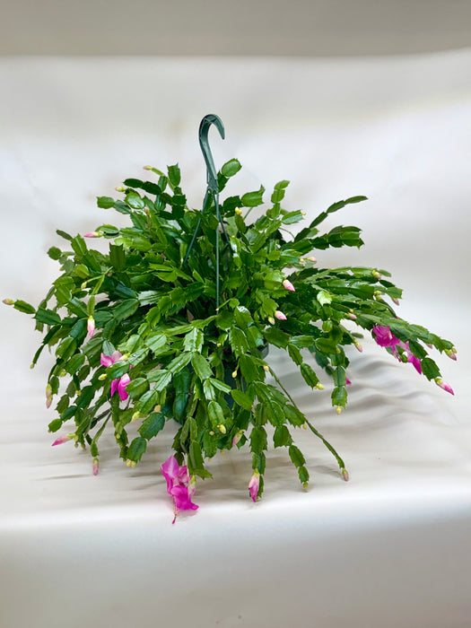 christmas cactus hanging plant Zygocactus 'Christmas Cactus' - 4" Pot | Indoor Plant | Tropical Plant | Potted Plant