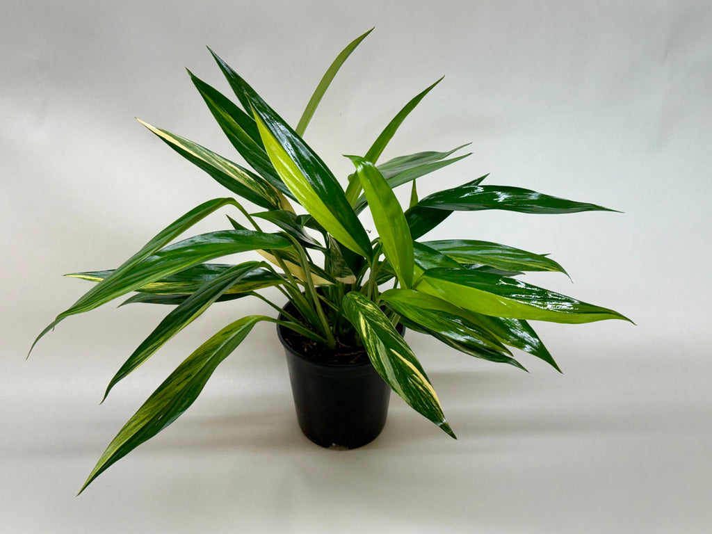 Pothos 'Silver Streak'