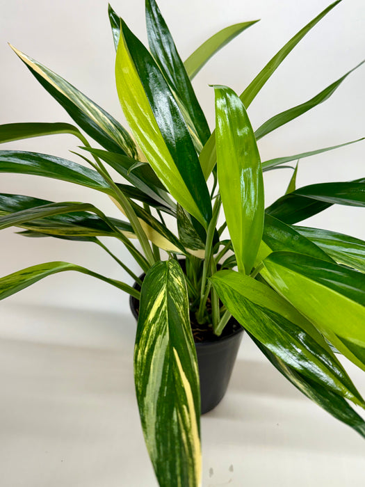 silver pothos yellow leaves Pothos 'Silver Streak'