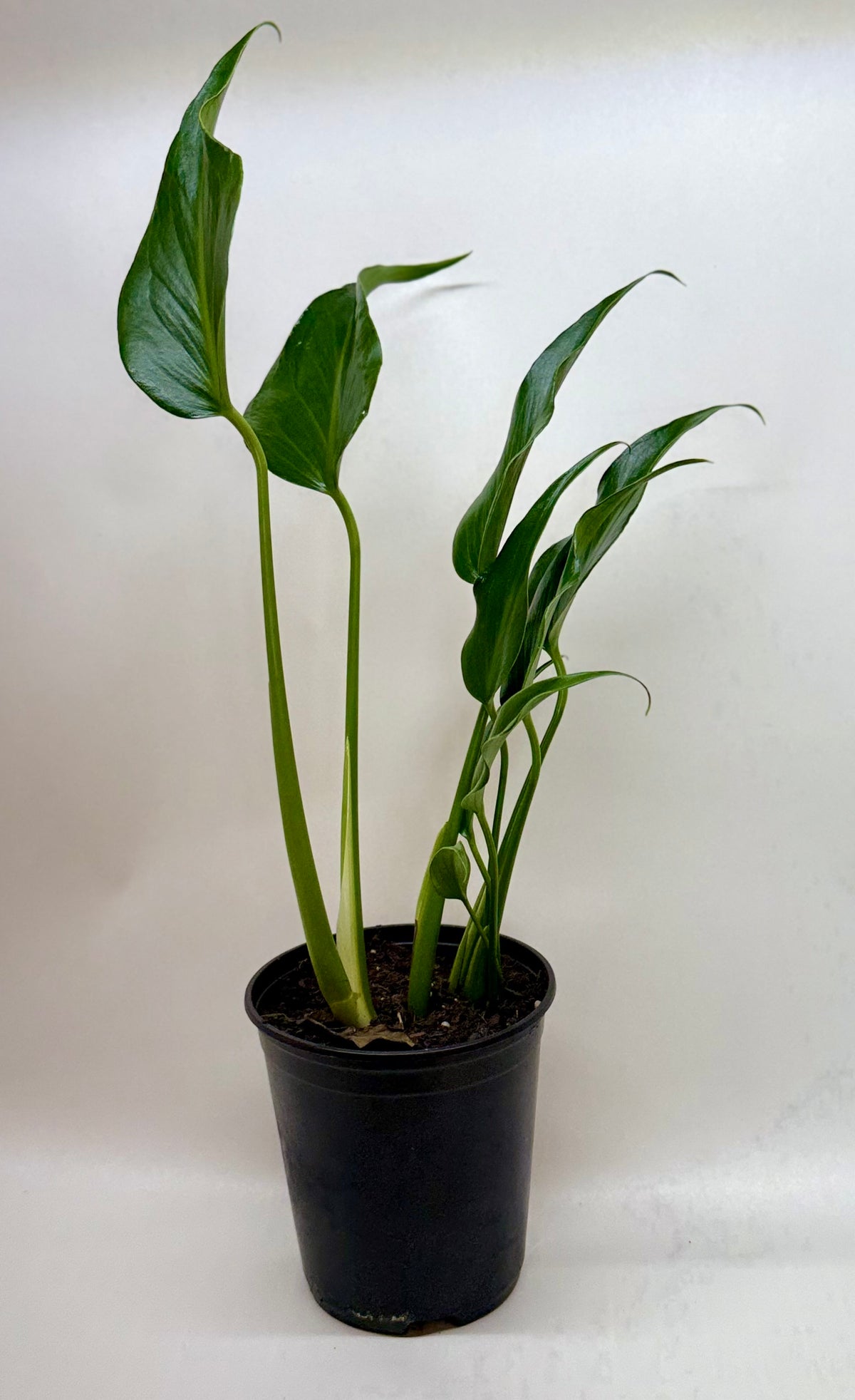 Monstera Burle Marx Flame | Indoor Plant | Tropical Plant