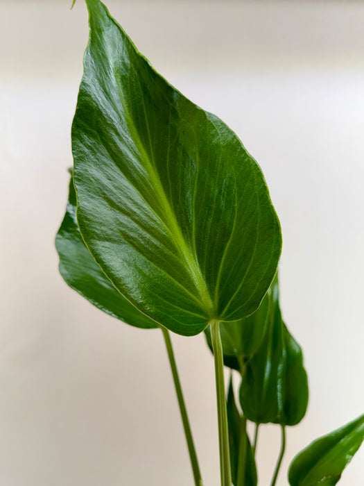 monstera burlemarx flame Monstera Burle Marx Flame | Indoor Plant | Tropical Plant